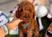 Ped eğitimli uysal toy poodle yavru